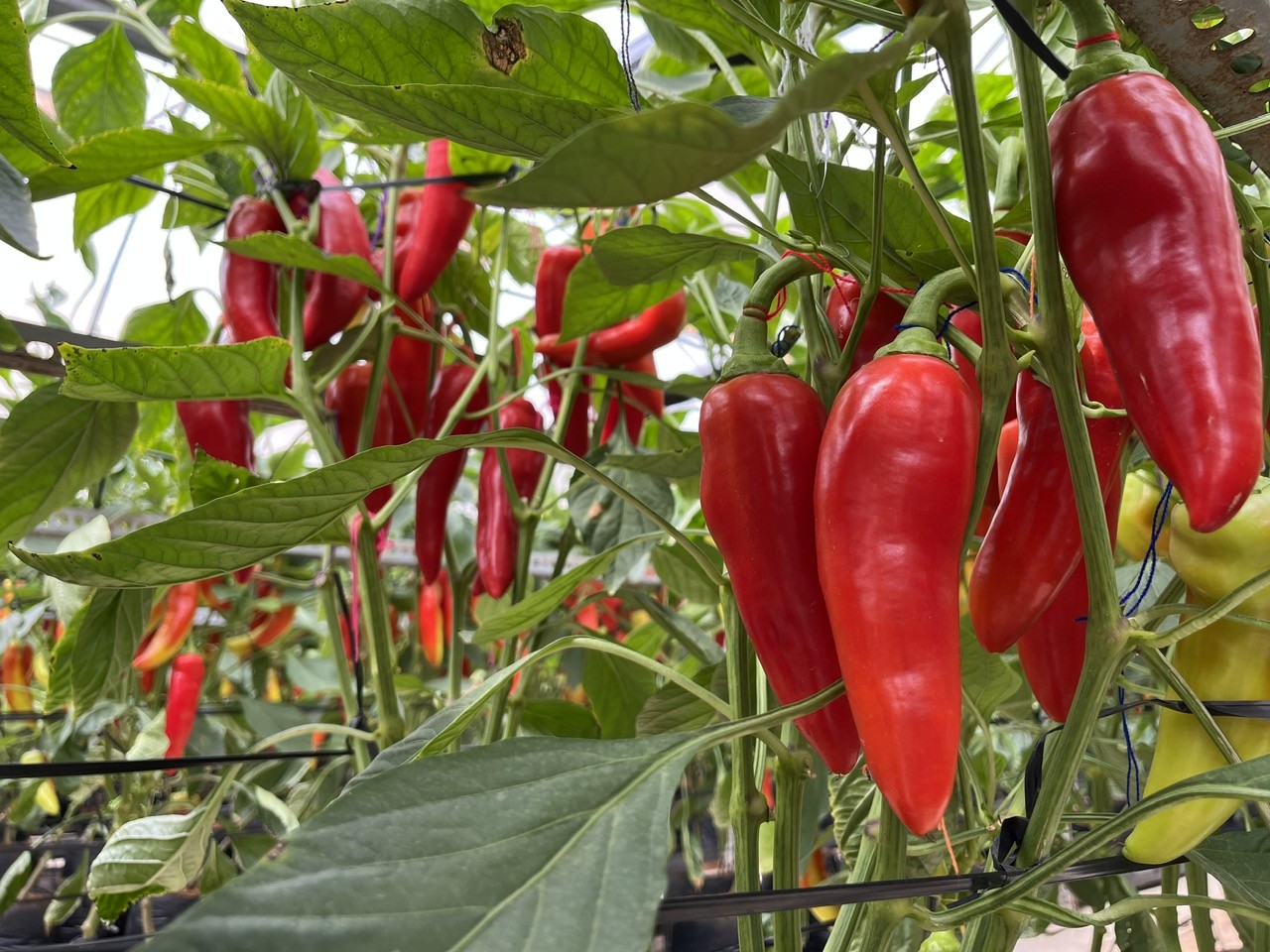 HẠT GIỐNG ỚT CAY LAI F1 (HOT PEPPER F1 HYBRID SEED)